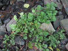 Cardamine raphanifolia acris