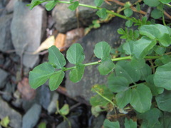 Cardamine raphanifolia acris