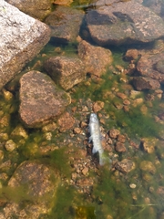 Salmo trutta