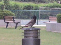 Pycnonotus cafer