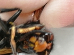 Vespa velutina