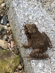 Glandirana rugosa