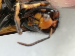 Vespa velutina