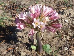 Ammocharis longifolia
