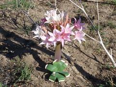 Ammocharis longifolia
