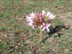 Ammocharis longifolia