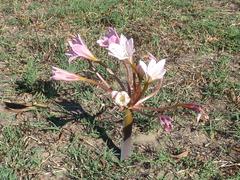 Ammocharis longifolia