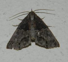 Rhynchodontodes antistropha