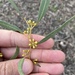 Eucalyptus mannifera mannifera - Photo (c) bennybotany85, algunos derechos reservados (CC BY-NC), subido por bennybotany85