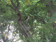 Euodice malabarica
