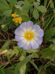 Convolvulus tricolor