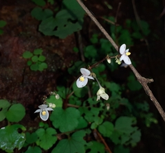 Begonia crenata