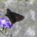 Lesser-horned Swift - Photo (c) magdastlucia, some rights reserved (CC BY-NC), uploaded by magdastlucia