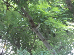 Euodice malabarica