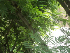 Euodice malabarica
