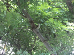 Euodice malabarica