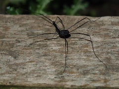 Pantopsalis albipalpis