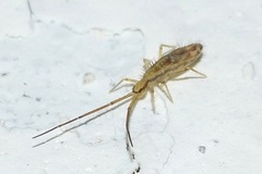 Paronellidae