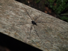 Pantopsalis albipalpis