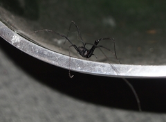 Pantopsalis albipalpis