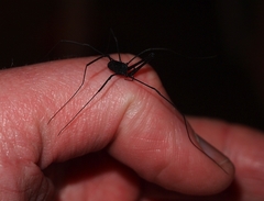 Pantopsalis albipalpis