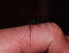 Pantopsalis albipalpis