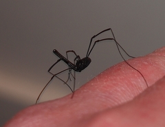 Pantopsalis albipalpis