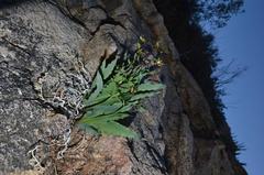 Freesia viridis