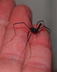 Pantopsalis albipalpis