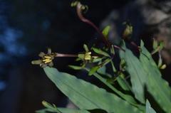 Freesia viridis