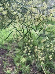 Acacia cognata