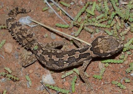 Barnard's Rough Gecko