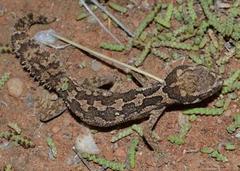 Pachydactylus barnardi