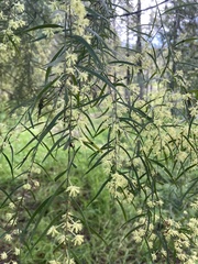 Acacia cognata