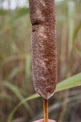 Typha shuttleworthii