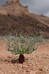 Gethyllis namaquensis