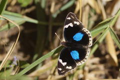 Junonia oenone oenone
