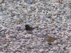 Junco hyemalis cismontanus