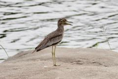 Burhinus senegalensis