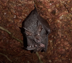 Rhinolophus beddomei