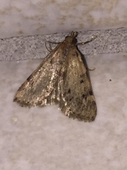 Orectis massiliensis