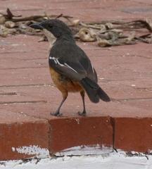 Laniarius ferrugineus ferrugineus