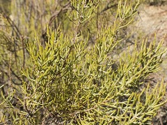 Dicerothamnus