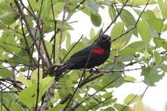 Campephaga phoenicea
