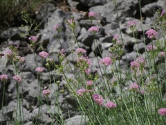 Centranthus angustifolius