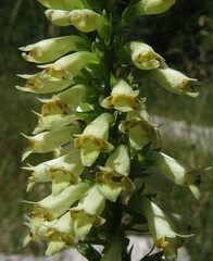 Digitalis micrantha