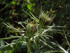 Cirsium lobelii