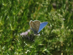 Drypis spinosa spinosa