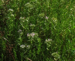 Drypis spinosa spinosa