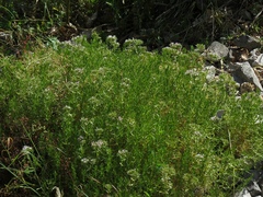Drypis spinosa spinosa